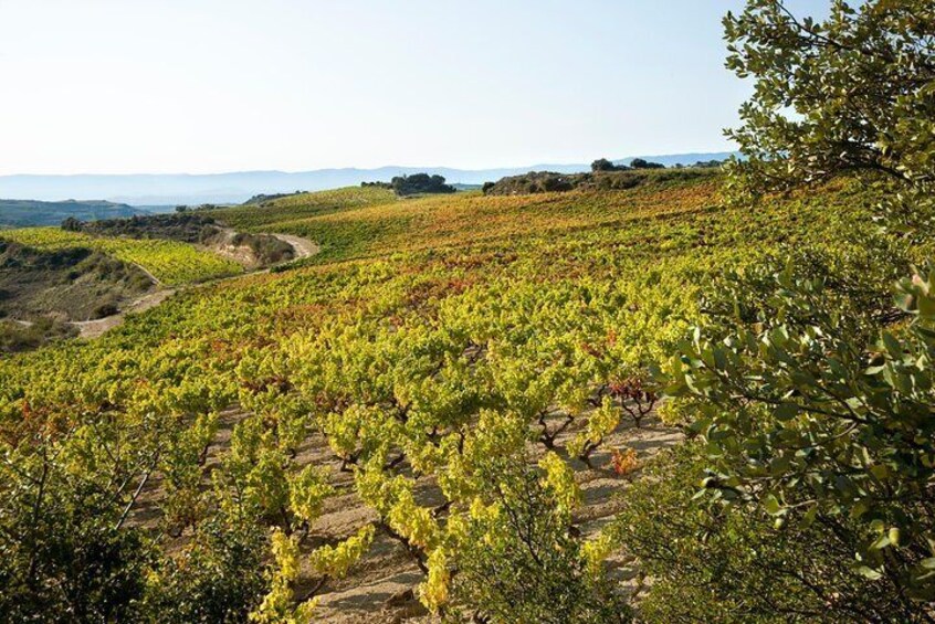 La Rioja Small Group Tour: Winery Visit, Wine Tasting and Traditional Lunch