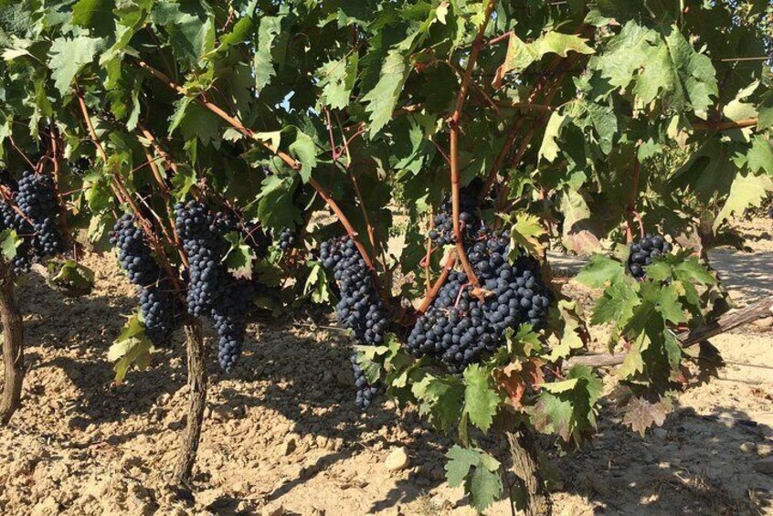 La Rioja Wine Tour with Two Winery Visits with Wine Tasting from Bilbao