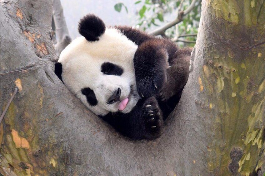 The adorable giant panda-China's national treasure