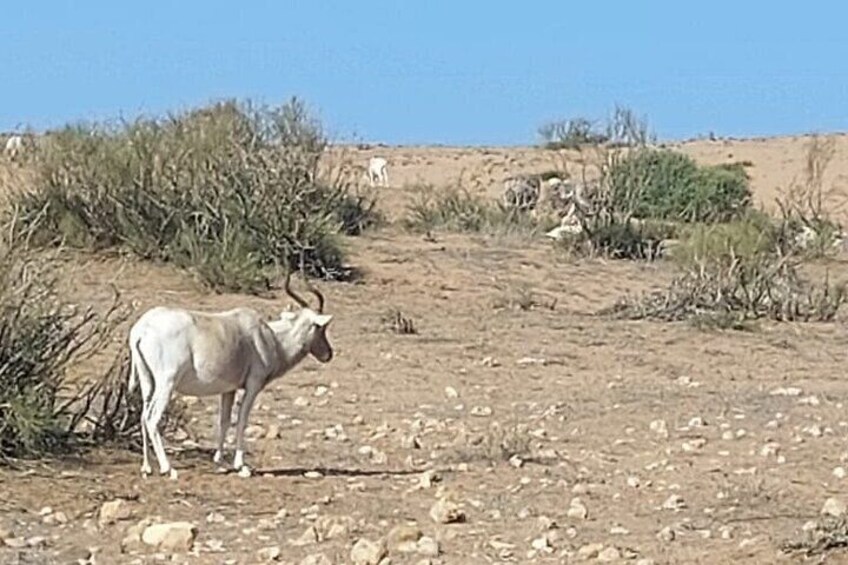 Souss Massa National Park Half Day Trip from Agadir