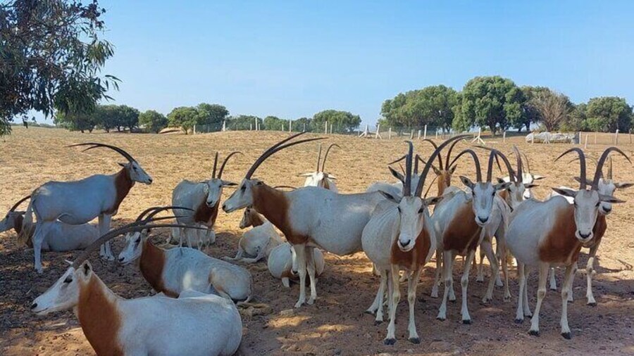Souss Massa National Park Half Day Trip from Agadir