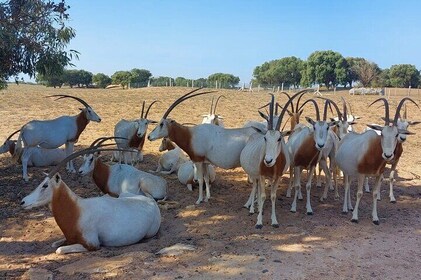 Excursión de medio día al Parque Nacional Souss Massa desde Agadir