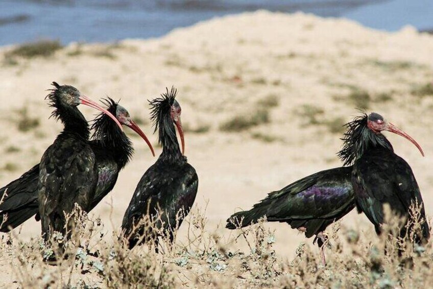 Souss Massa National Park Half Day Trip from Agadir