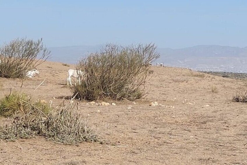 Souss Massa National Park Half Day Trip from Agadir