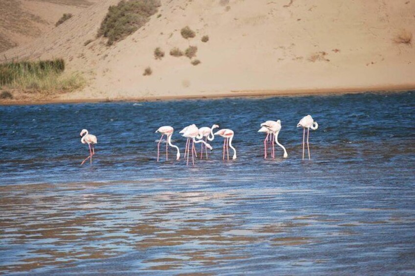 Souss Massa National Park Day Trip from Agadir