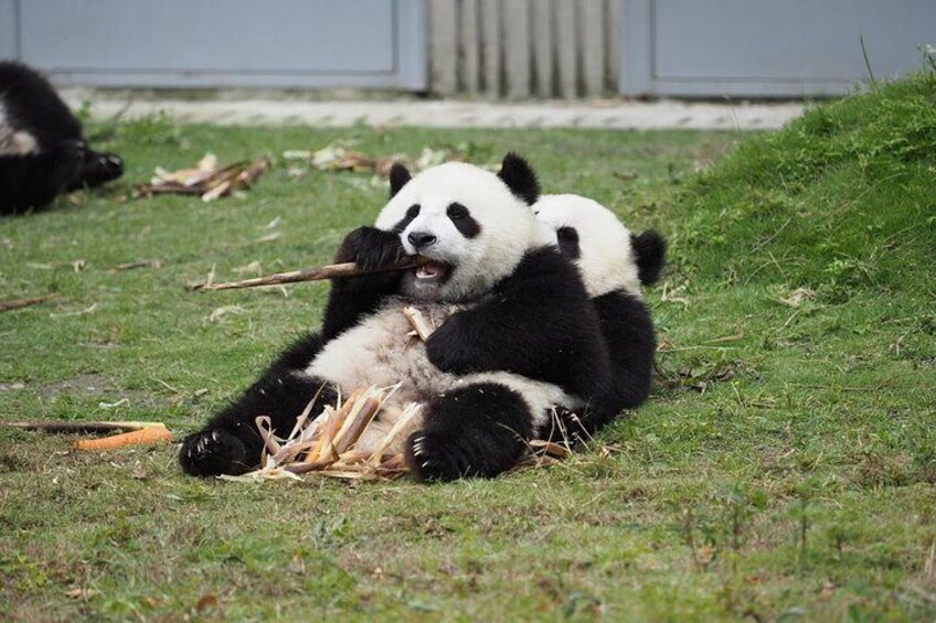 Chengdu Panda Base and City Highlights One Day Tour 