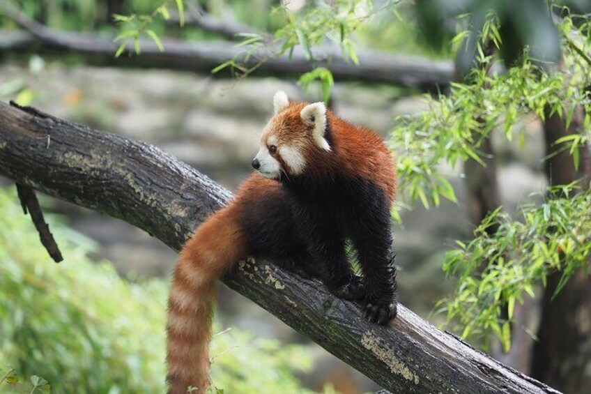 Chengdu panda base red pandas 