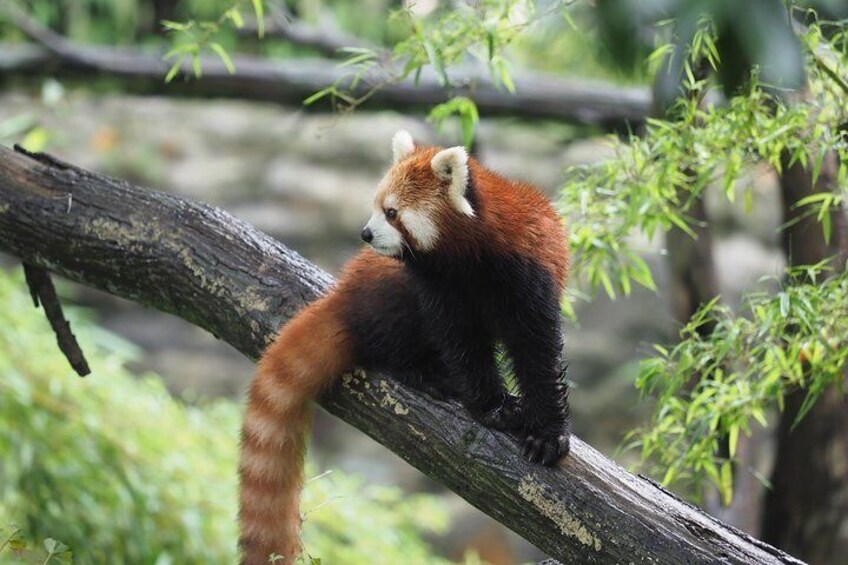 Chengdu panda base red pandas