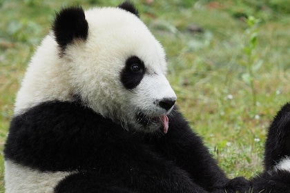 Chengdu Panda Base and City Highlights One Day Tour