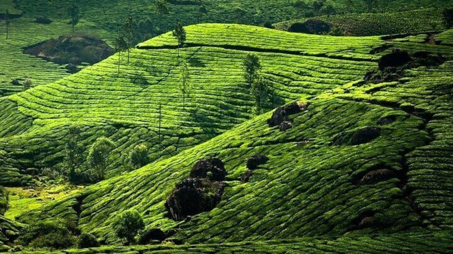 kochi to munnar A Private guided fullday tour with hotel pickup