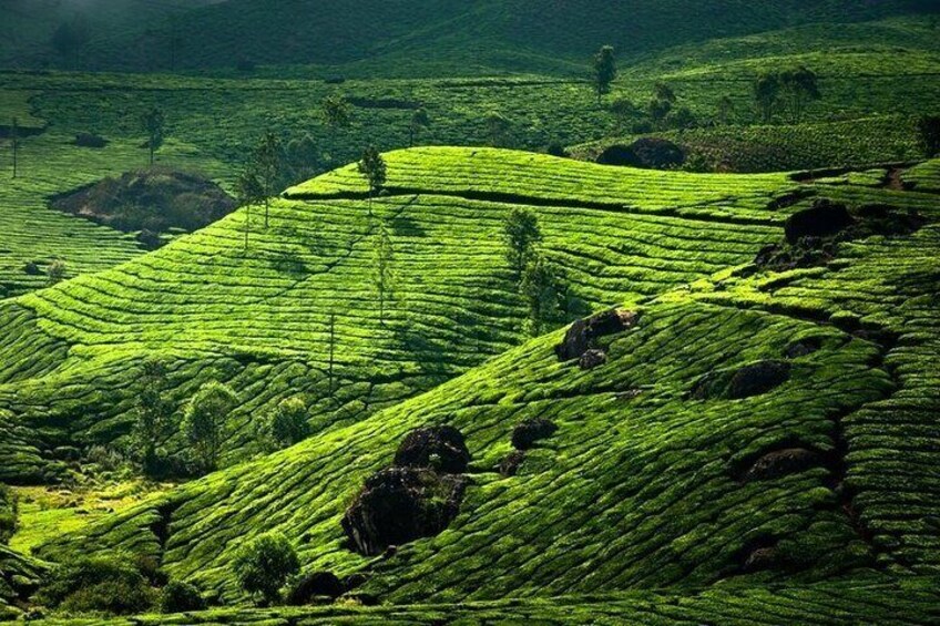 kochi to munnar A Private guided fullday tour with hotel pickup 