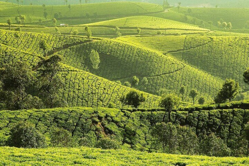 kochi to munnar A Private guided fullday tour with hotel pickup 