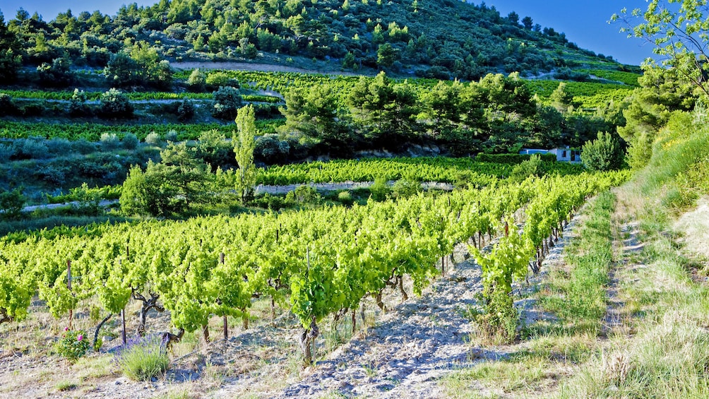 Show item 1 of 5. Patch of vineyard in France