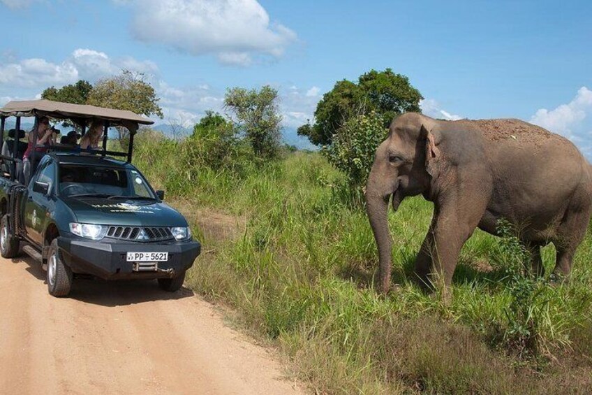 Udawalawe Safari 