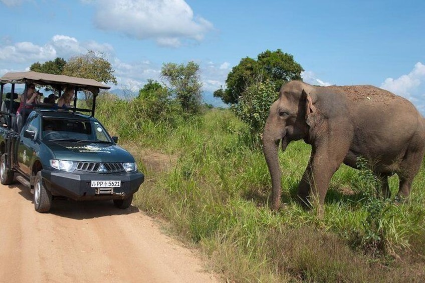 Udawalawe Safari