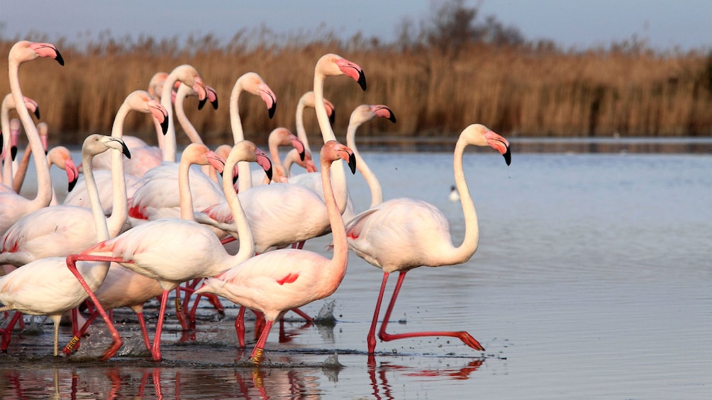 Charger l’élément 1 sur 6. flock of flamingos treading in water in France