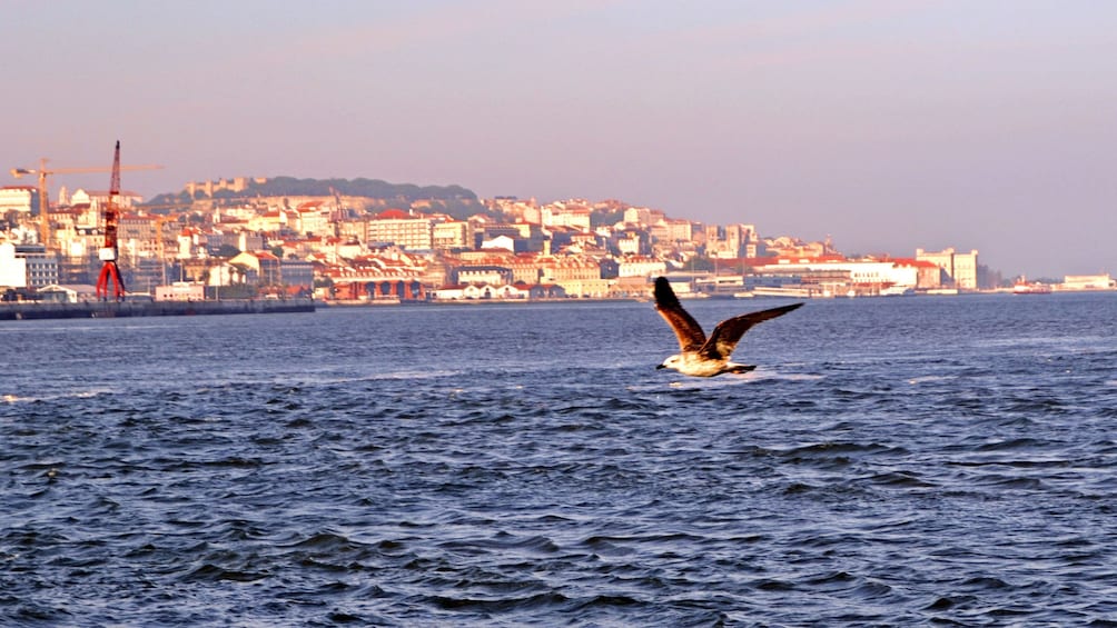 Seagull flying over the water with the city of Lisbon in the background