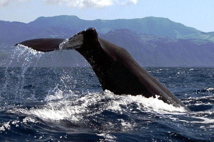 Azores Whale Watching & Islet Boat Tour