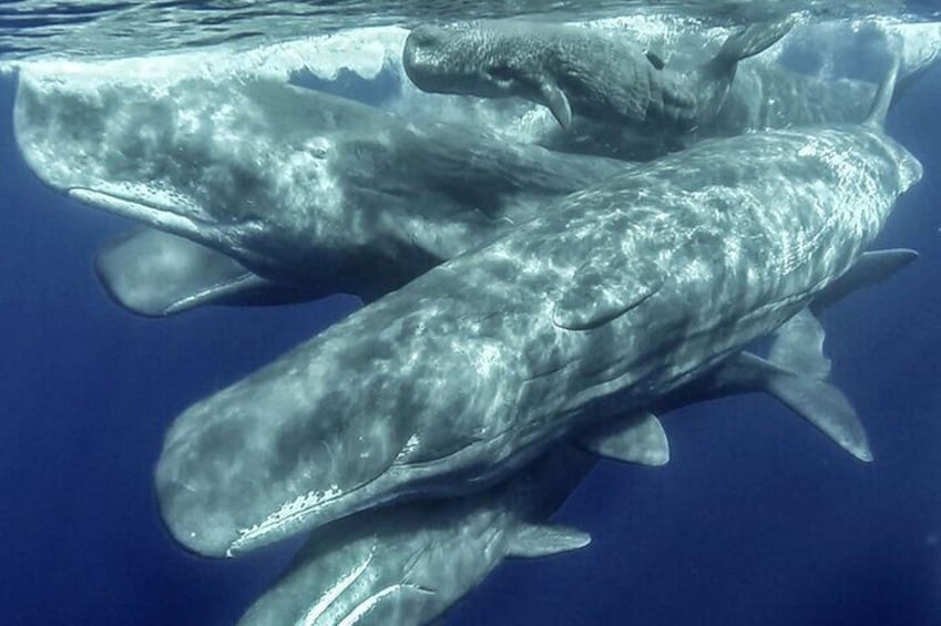 Azores Whale Watching & Islet Boat Tour