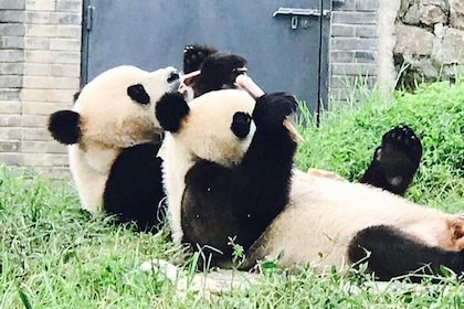 Half Day Private Chengdu Panda Centre Stopover Tour