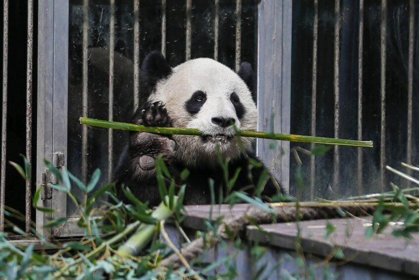 Half Day Private Chengdu Panda Center Layover Tour