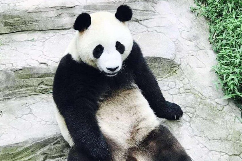 Half Day Private Chengdu Panda Center Layover Tour