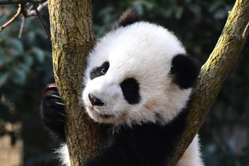Half Day Private Chengdu Panda Center Layover Tour