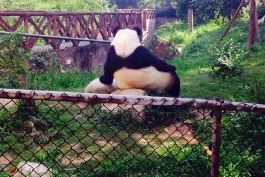 Half Day Private Chengdu Panda Center Layover Tour