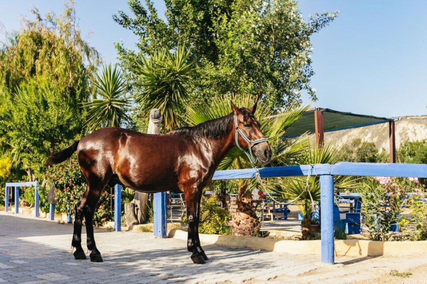 Horseback Riding at Finikia Mountain & Lunch from Heraklion