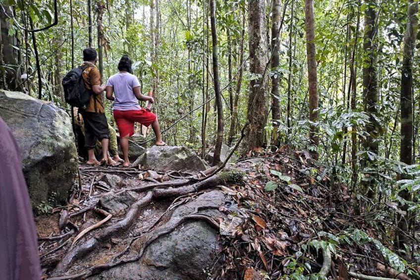 Kanneliya Rain Forest Tour