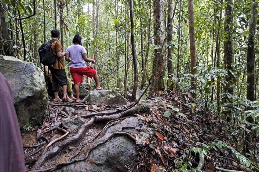 Kanneliya Rain Forest Tour