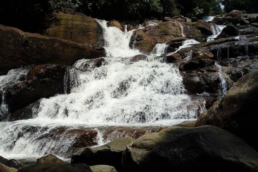 Kanneliya Rainforest 