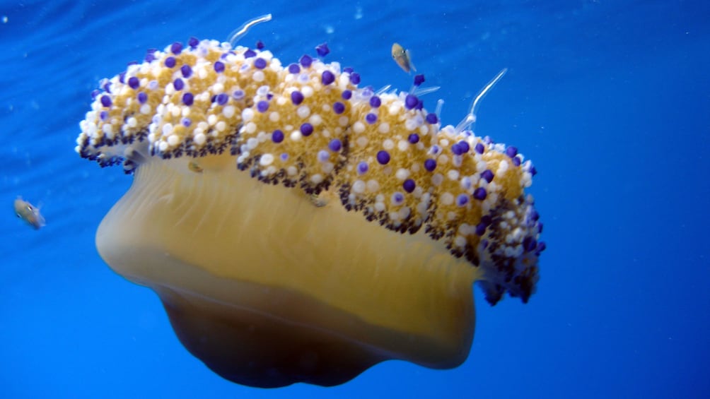 Jelly fish in Heraklion 