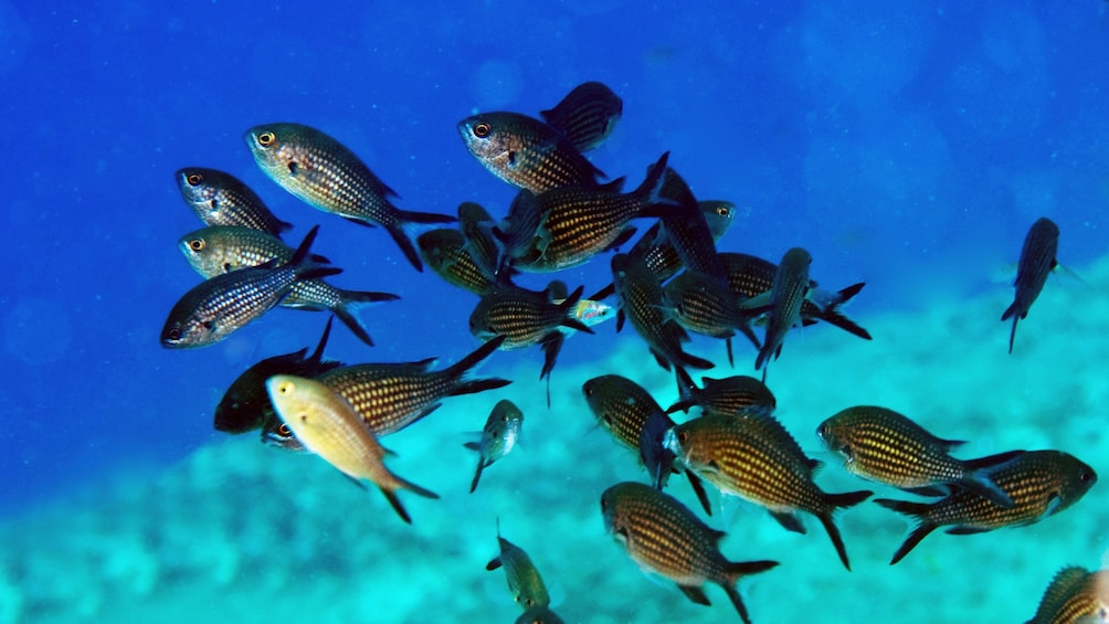 Tropical fish in Chania 