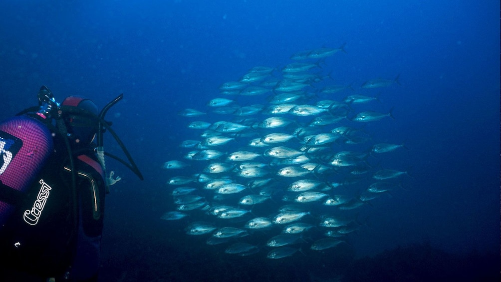 Scuba diver enjoying a scene of fish swimming under the ocean in Chania 