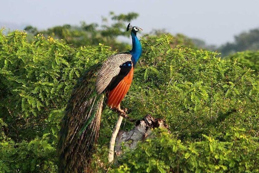 From Arugam Bay - Yala Safari & Transfer to Other Locations