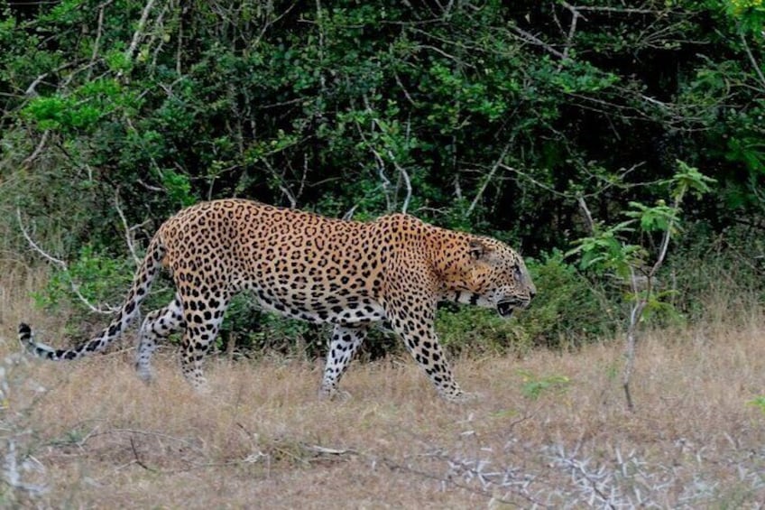 From Arugam Bay - Yala Safari & Transfer to Other Locations