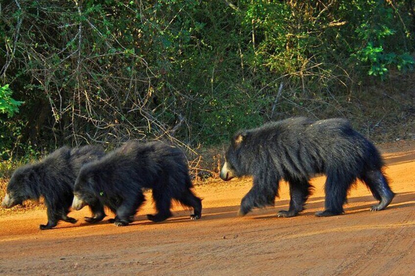 From Arugam Bay - Yala Safari & Transfer to Other Locations