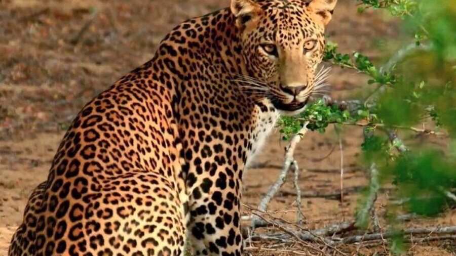 From Arugam Bay - Yala Safari & Transfer to Other Locations