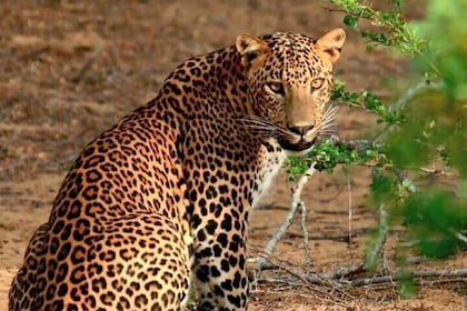 From Arugam Bay - Yala Safari & Transfer to Other Locations