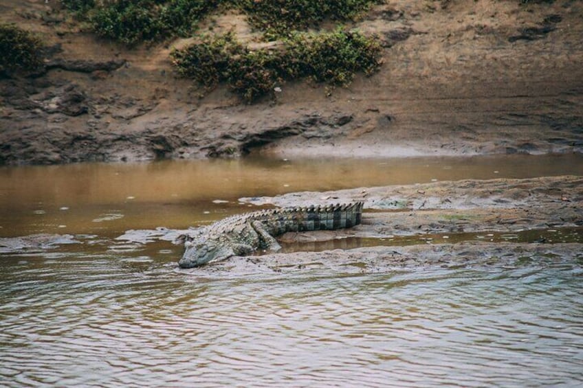 From Arugam Bay - Yala Safari & Transfer to Other Locations