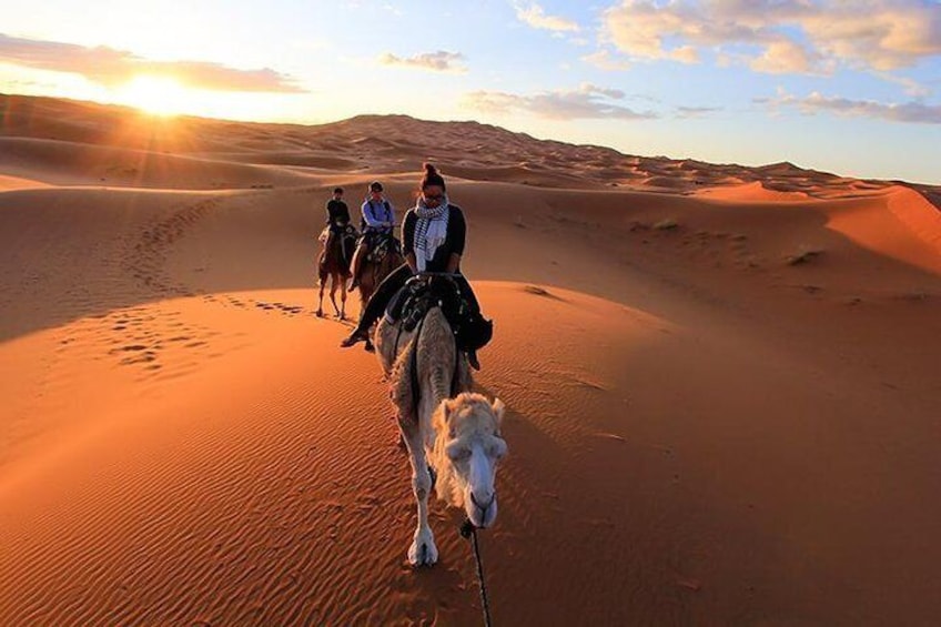 Camel Trek In the Sahara