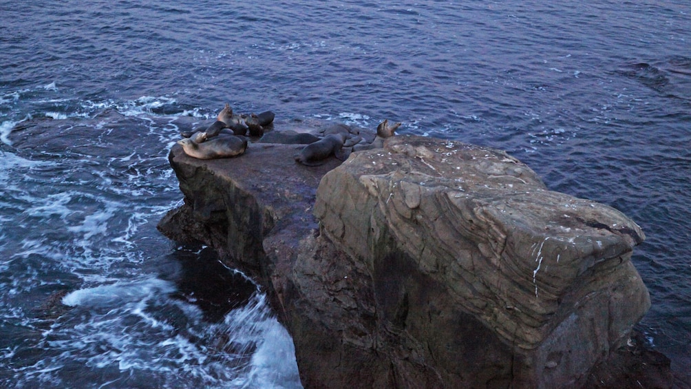 Seals at La Jolla near San Diego California