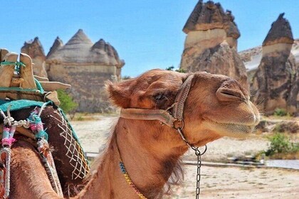 Cappadocia Delight : 2 Days Trip Including Camel Safari, and Balloon Ride O...