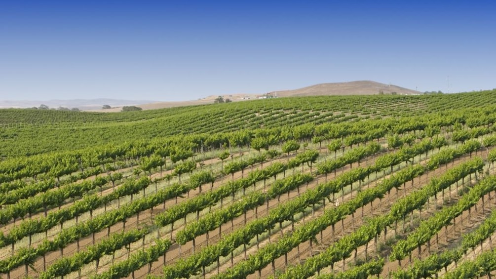 Vineyard aerial on Temecula Wine Tour near San Diego California