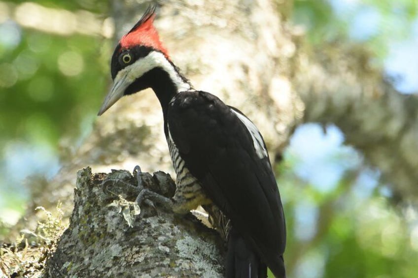 Crimson-crested Woodpecker - Chacoi