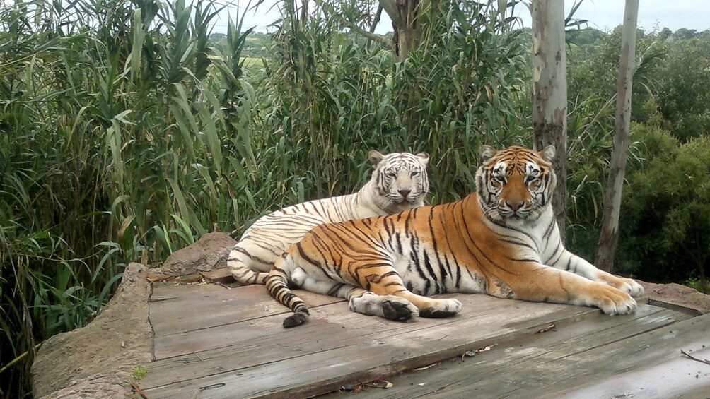 Tigers at the African Safari Zoo in Puebla 