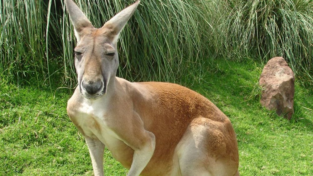 kangaroo at the African Safari Zoo in Puebla 