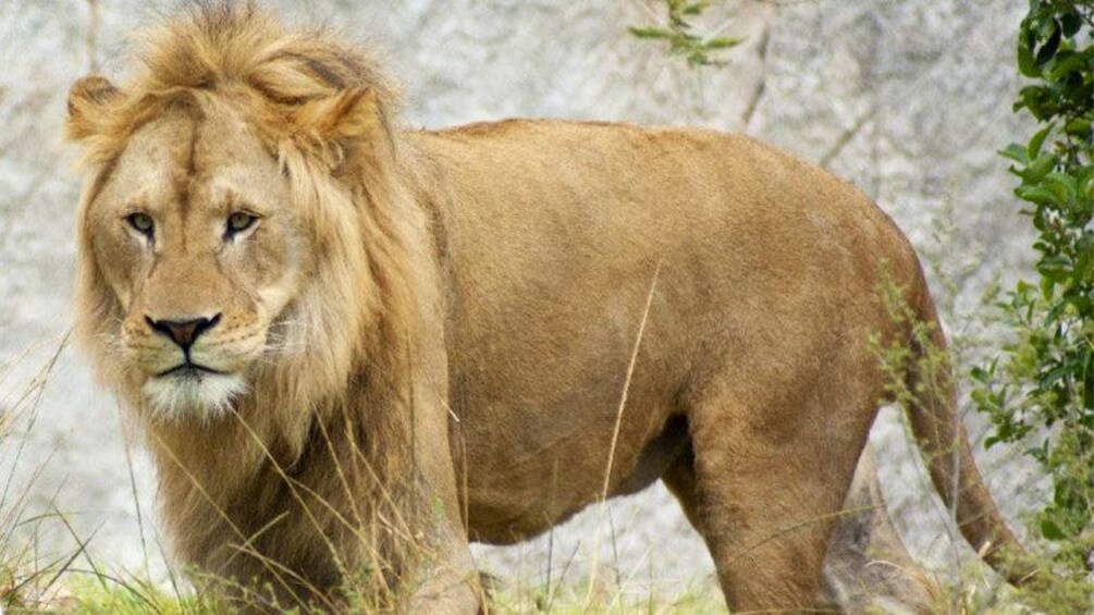 Lion at the African Safari Zoo in Puebla 