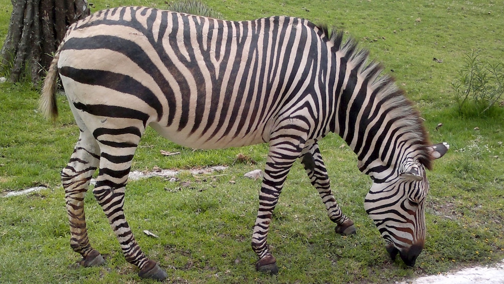 Zebra at the African Safari Zoo in Puebla
